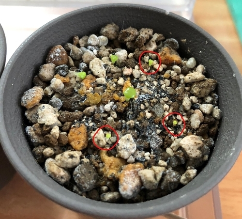 リトープス実生成長記録 種蒔き 発芽 うさぎと多肉植物 リトープス実生成長記録 種蒔き 発芽 うさぎと多肉植物
