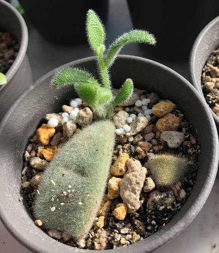 月兎耳 ツキトジ 葉挿し成長記録 葉挿し 発芽 うさぎと多肉植物 月兎耳 ツキトジ 葉挿し成長記録 葉挿し 発芽 うさぎと多肉植物