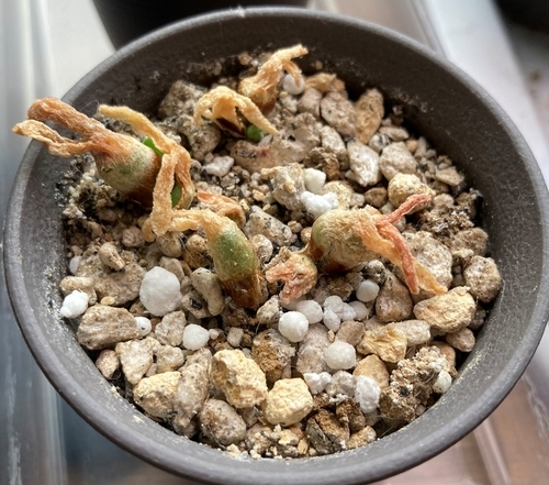 モニラリア オブコニカ実生成長記録 休眠からの目覚め 植替え うさぎと多肉植物 モニラリア オブコニカ実生成長記録 休眠からの目覚め 植替え うさぎと多肉植物