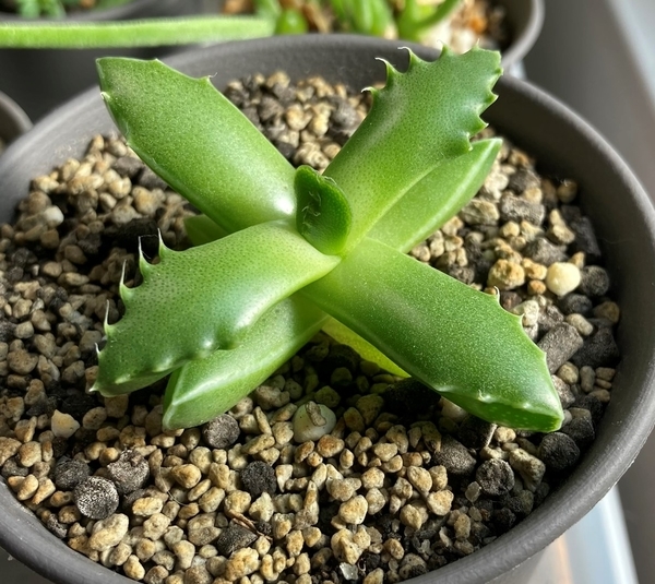 フォーカリア実生成長記録③ 1年5か月 - うさぎと多肉植物