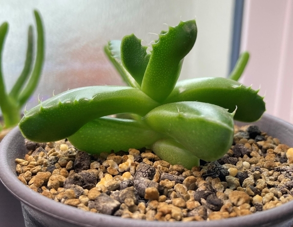 フォーカリア実生成長記録③ 1年5か月 - うさぎと多肉植物