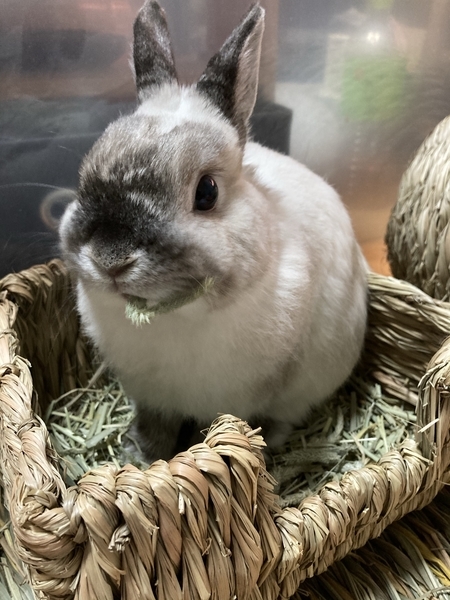 f:id:Sigezo:20210522105256j:plain