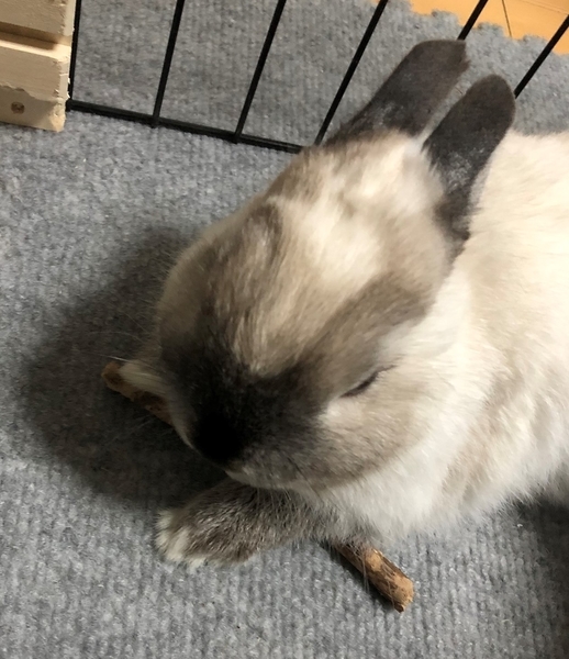 f:id:Sigezo:20210522114823j:plain