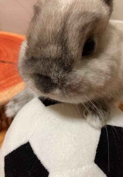 f:id:Sigezo:20210522114904j:plain