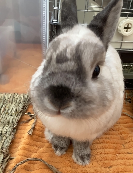 f:id:Sigezo:20210522114935j:plain