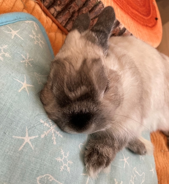 f:id:Sigezo:20210522114945j:plain