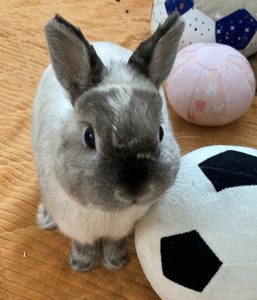 f:id:Sigezo:20210522114954j:plain