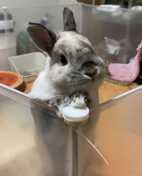 f:id:Sigezo:20210522125023j:plain