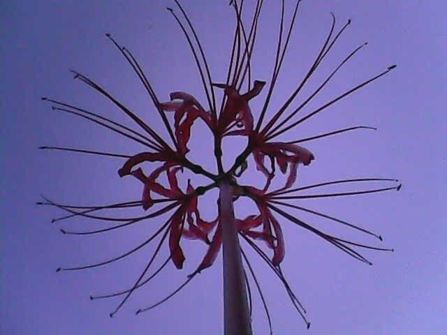 f:id:Sikoba_Photo:20220121010549j:plain