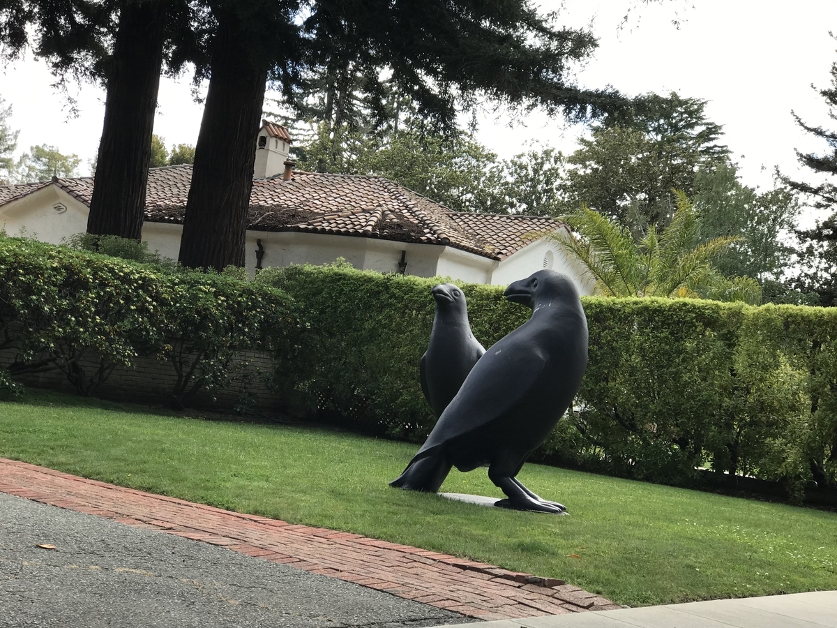 デカいカラス　写真 巨大カラスが出現！ - SiliconValleyの片隅から