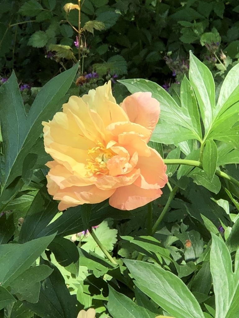 f:id:SimeHaru:20180622103029j:plain f:id:SimeHaru:20180622103029j:plain