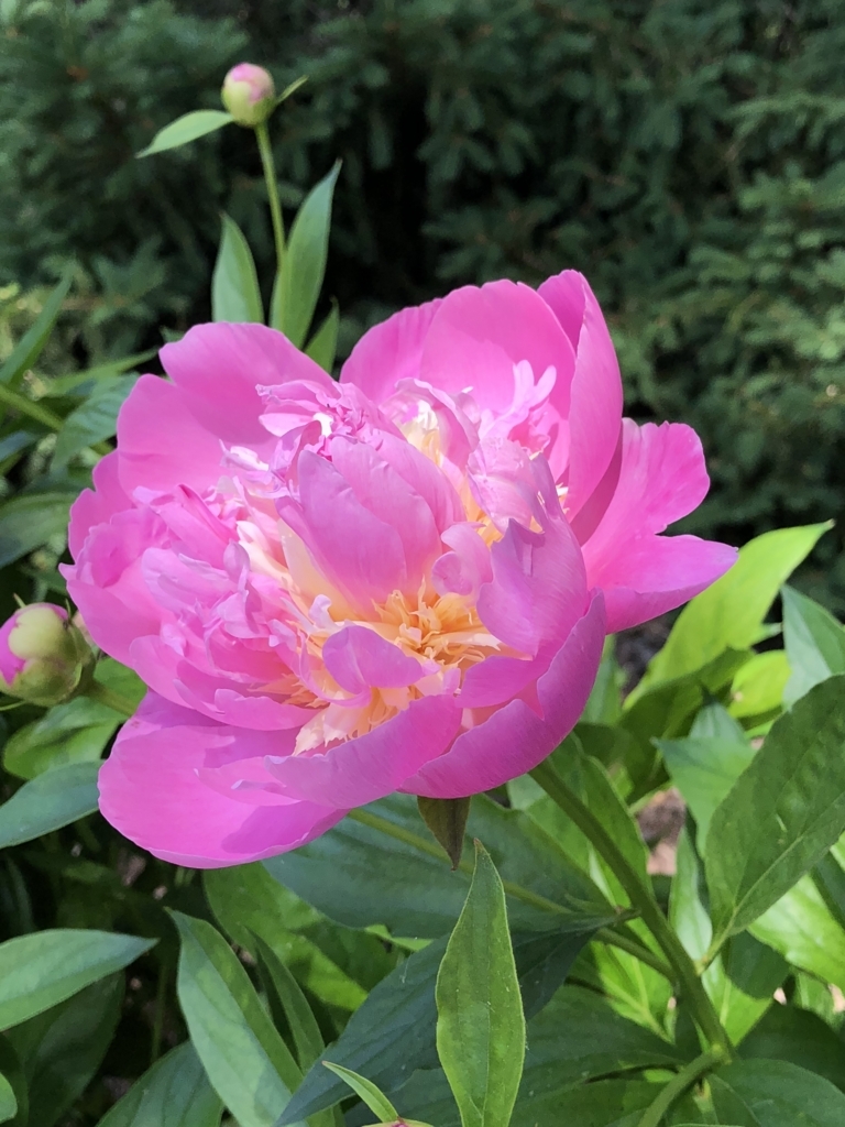 f:id:SimeHaru:20180622103351j:plain f:id:SimeHaru:20180622103351j:plain