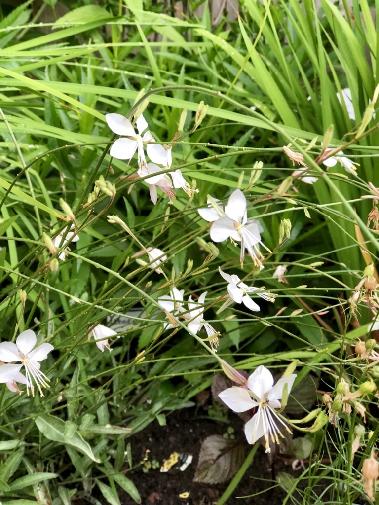 f:id:SimeHaru:20180819051522j:plain f:id:SimeHaru:20180819051522j:plain