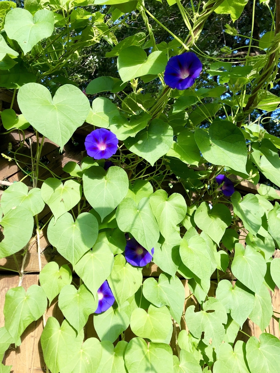 f:id:SimeHaru:20190903014430j:plain f:id:SimeHaru:20190903014430j:plain