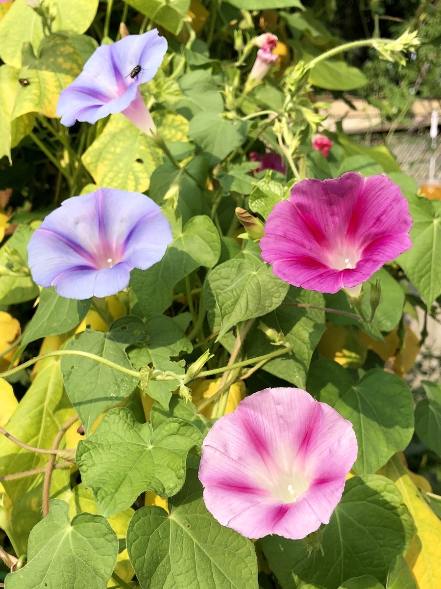 f:id:SimeHaru:20190903015024j:plain f:id:SimeHaru:20190903015024j:plain