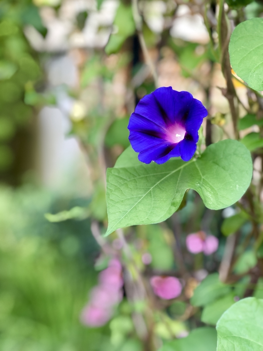 f:id:SimeHaru:20190903022145j:plain f:id:SimeHaru:20190903022145j:plain