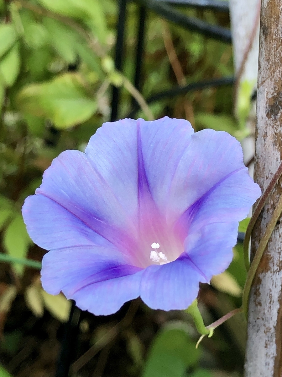 f:id:SimeHaru:20190903022258j:plain f:id:SimeHaru:20190903022258j:plain