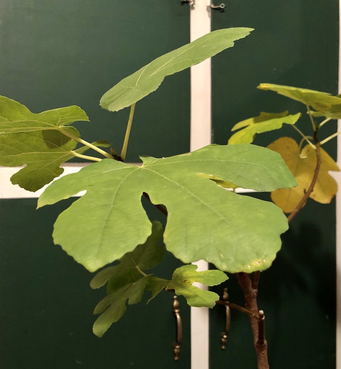f:id:SimeHaru:20191023091022j:plain f:id:SimeHaru:20191023091022j:plain