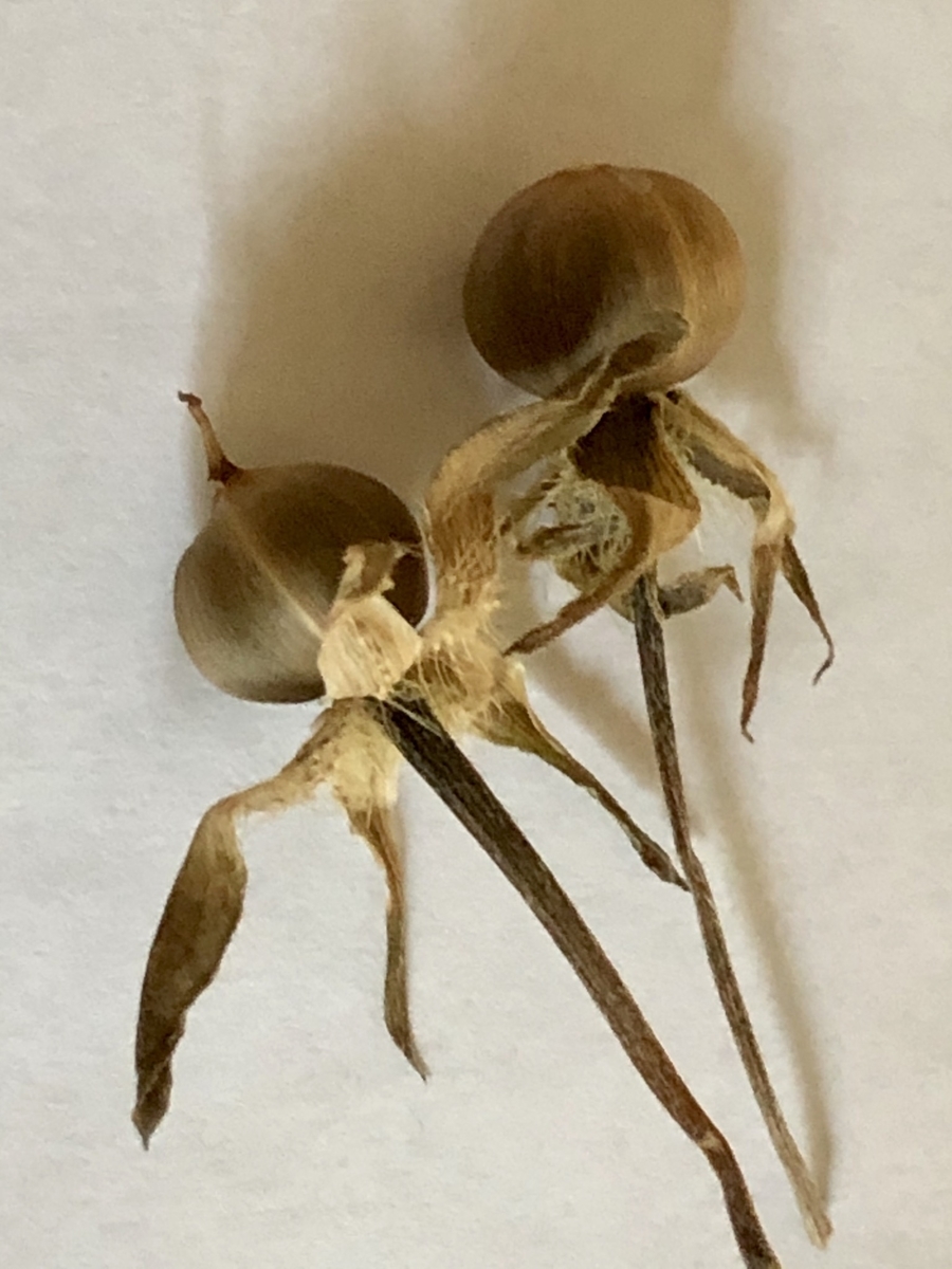 f:id:SimeHaru:20191028065559j:plain f:id:SimeHaru:20191028065559j:plain
