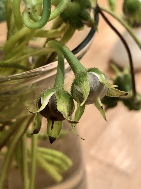 f:id:SimeHaru:20191028065824j:plain f:id:SimeHaru:20191028065824j:plain