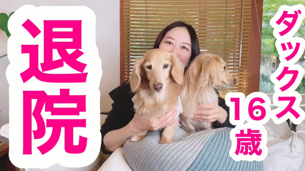 f:id:SimpleDogLife:20220101193802p:plain