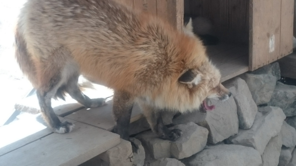 f:id:SinonAlpaca:20170506220728j:plain f:id:SinonAlpaca:20170506220728j:plain