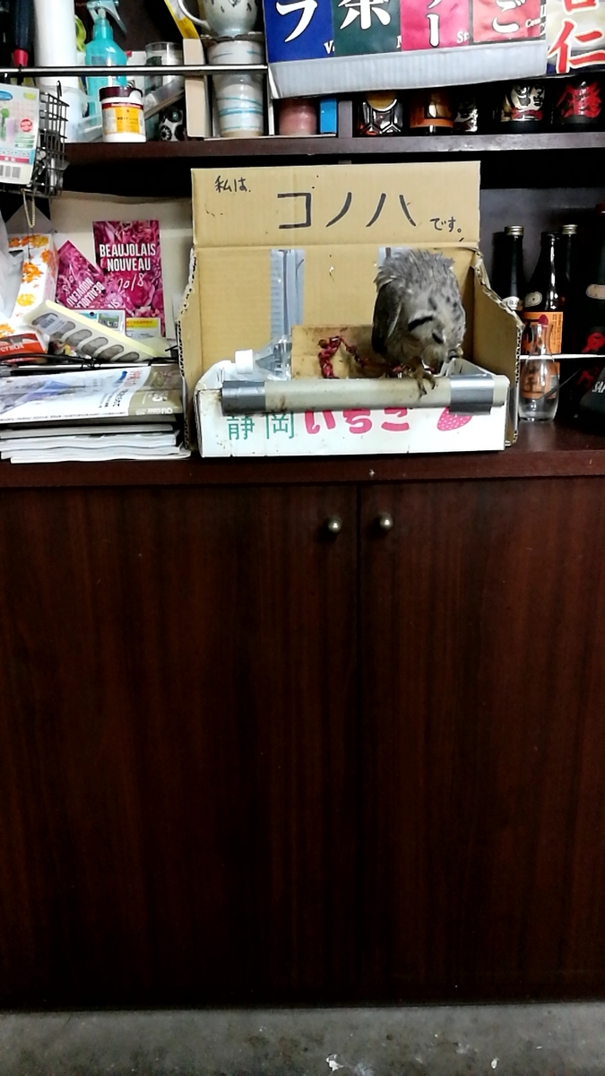 f:id:SinonAlpaca:20190510212539j:plain f:id:SinonAlpaca:20190510212539j:plain