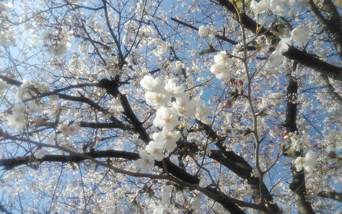 f:id:Skaiy:20190404224444j:plain