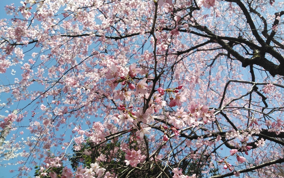 f:id:Skaiy:20190413213735j:plain