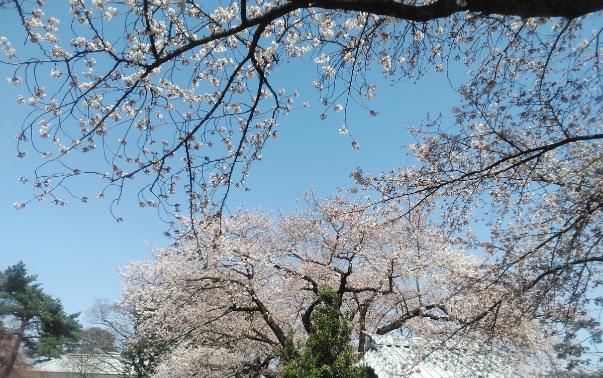 f:id:Skaiy:20190413214249j:plain