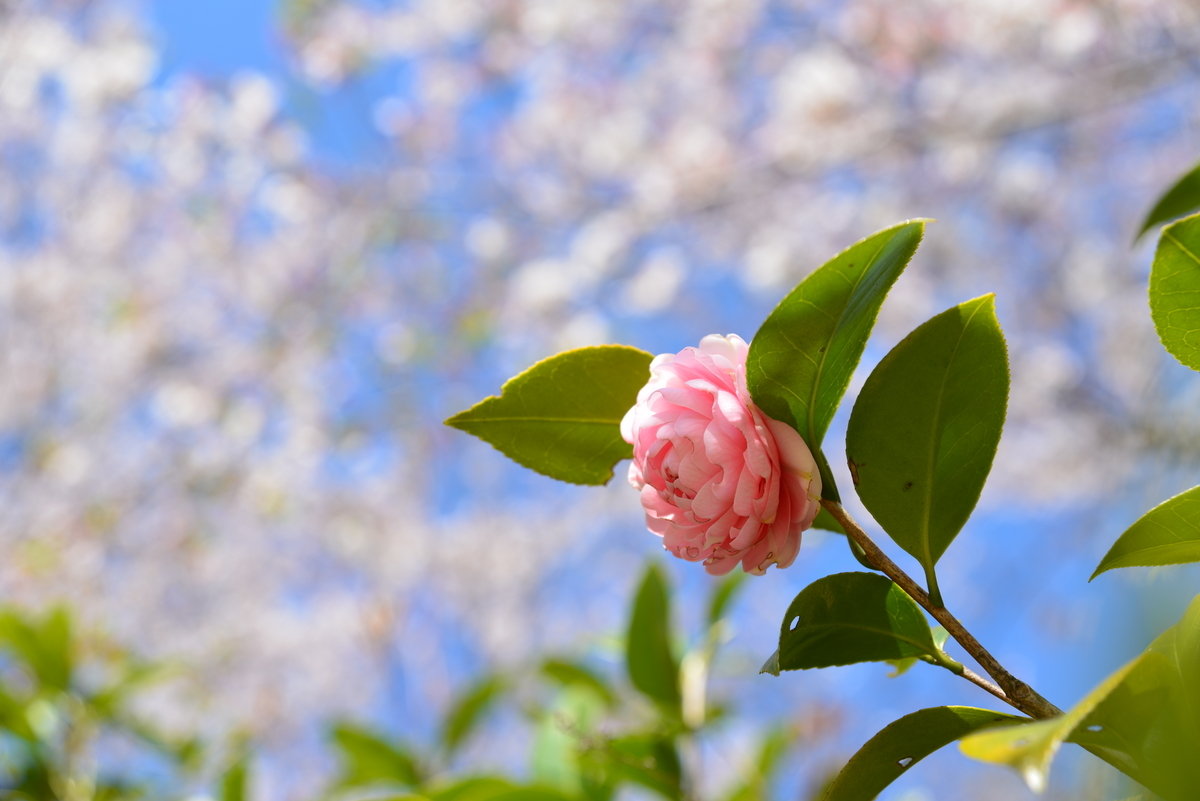 f:id:Skaiy:20190414215852j:plain