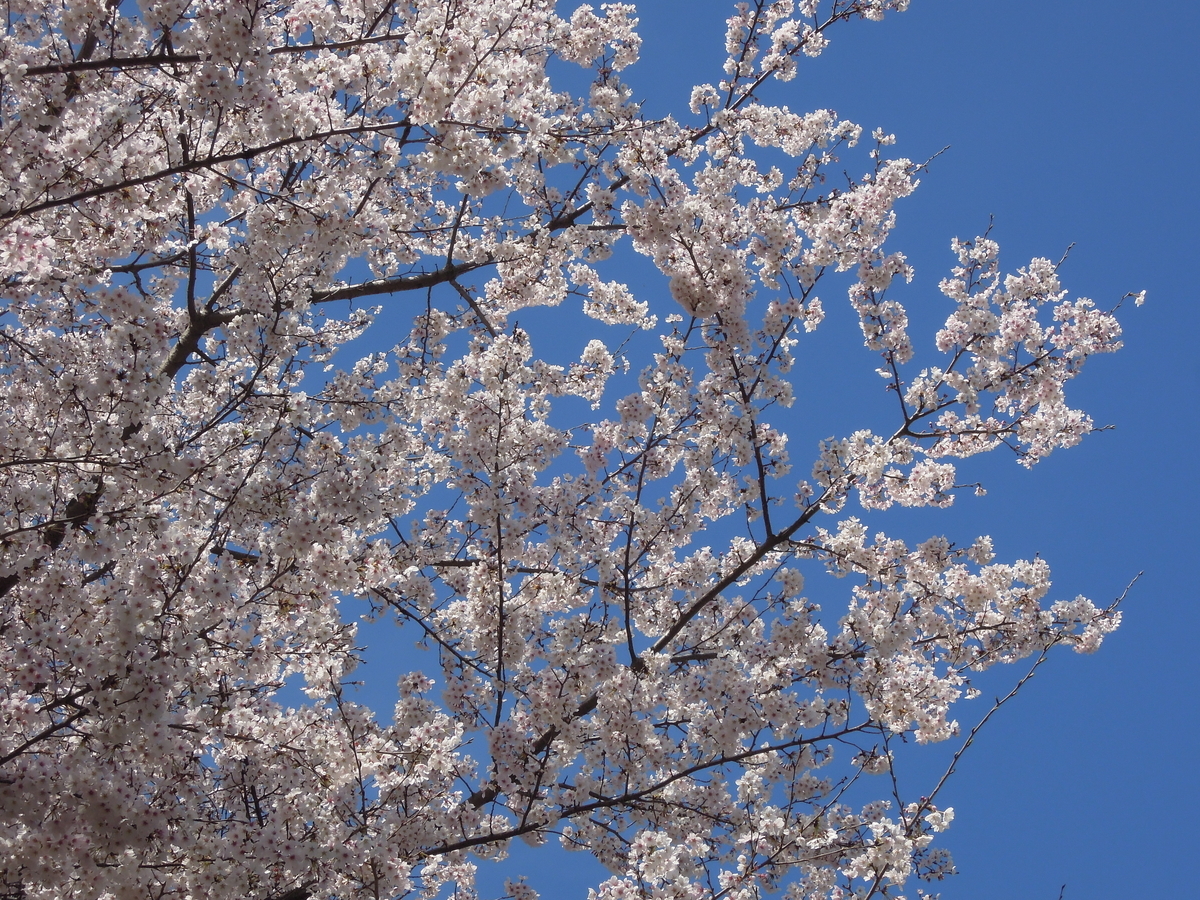 晴れの日の散歩 Skydreamの日記