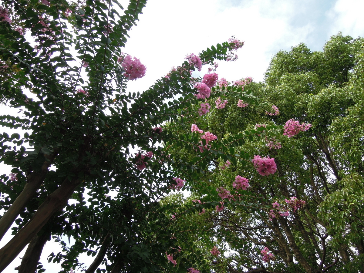 白いサルスベリ 百日紅 の花 Skydreamの日記