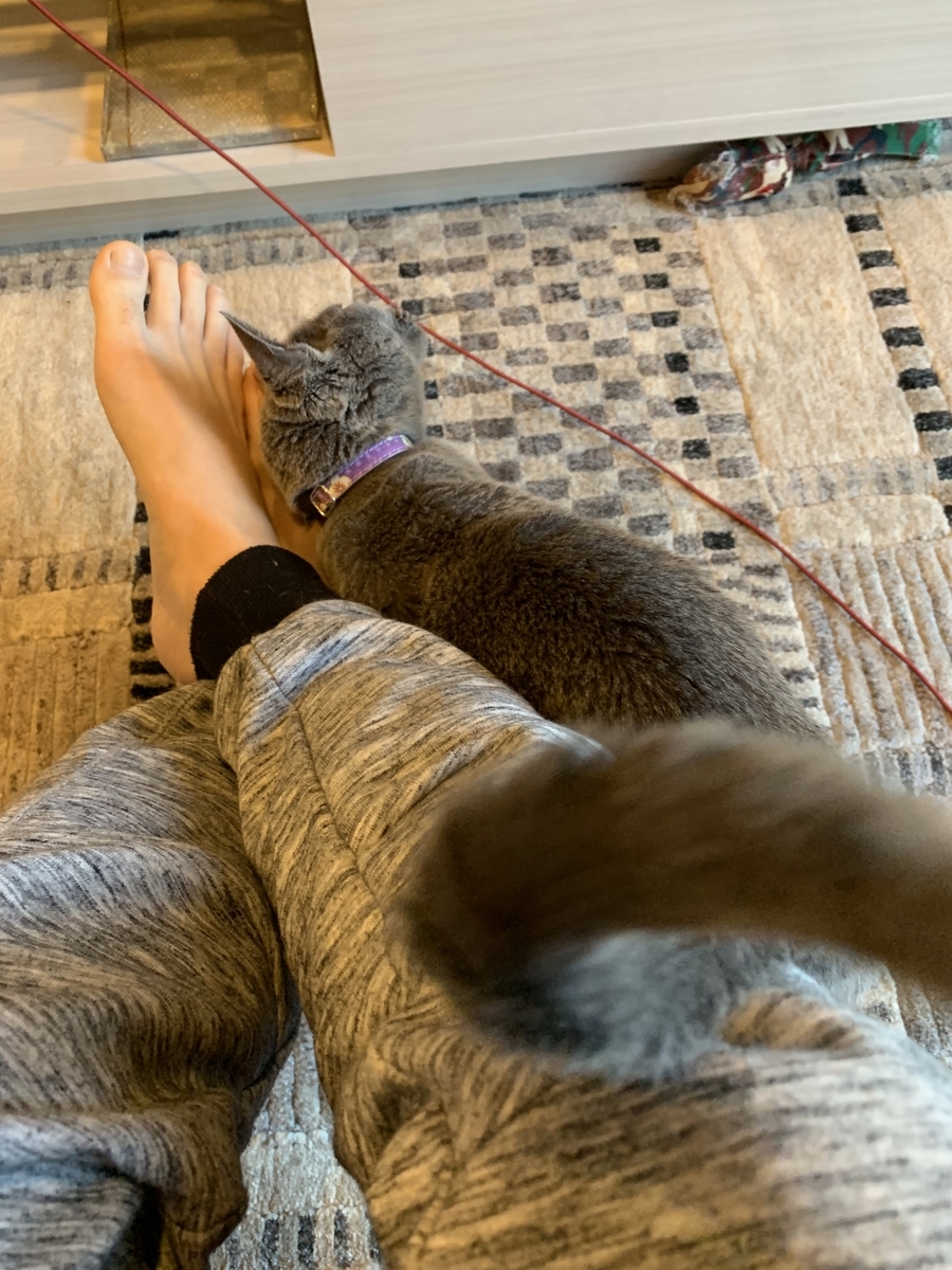 ロシアンブルーはやっぱり良い性格ですね - ツールライクと犬と猫