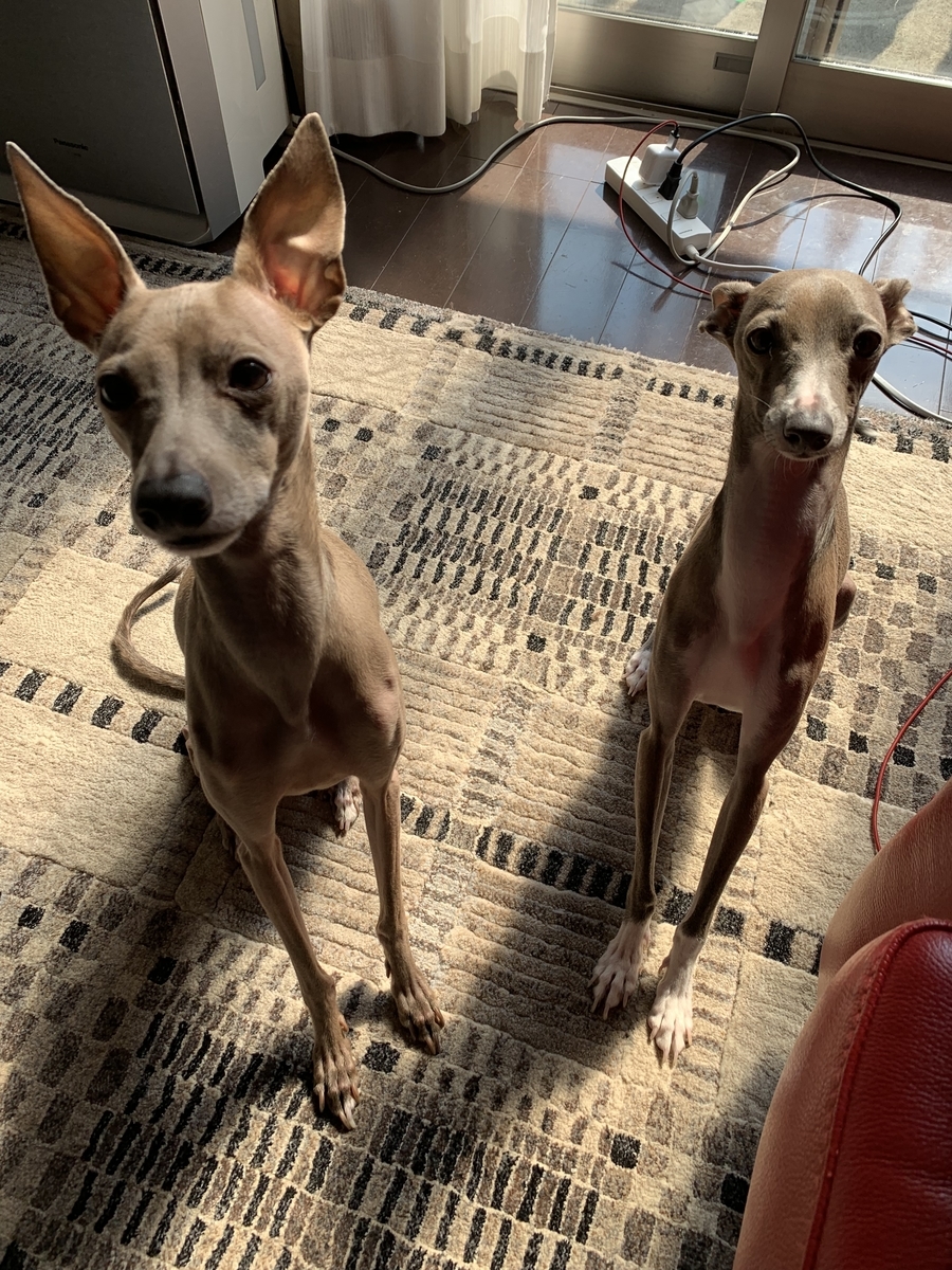 仲良し なふたり W ツールライクと犬と猫
