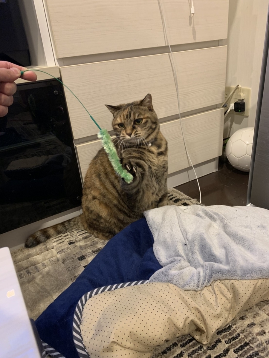 ということでエテの猫ダイエット ツールライクと犬と猫 ということでエテの猫ダイエット ツールライクと犬と猫