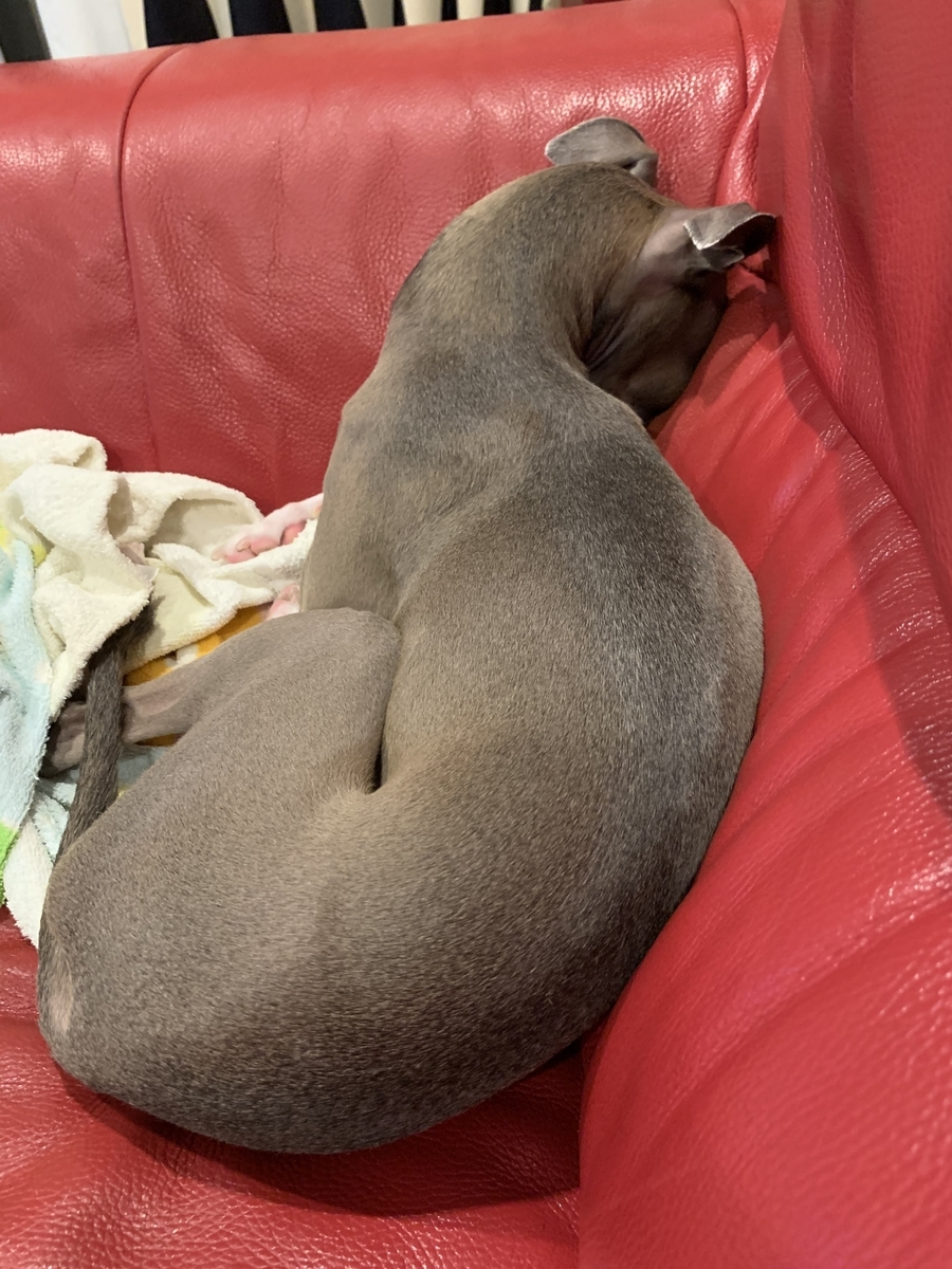 イタグレたちの眠い夏は終わりました ツールライクと犬と猫