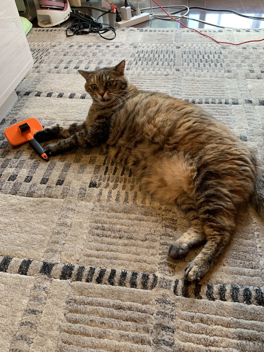 デブ猫ちゃんは好きですか？ - ツールライクと犬と猫