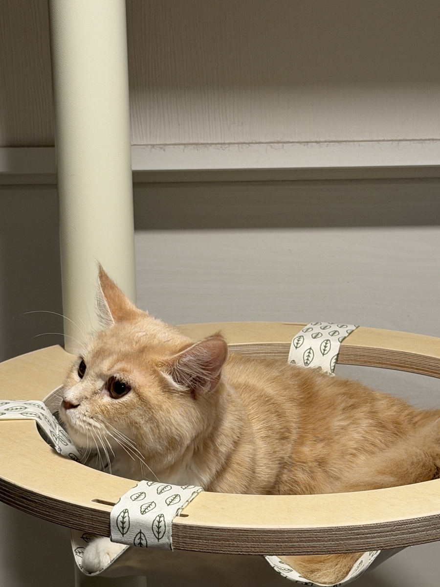 キャットタワー導入！（GATOBULANCO/ガトブランコ） - ツールライクと