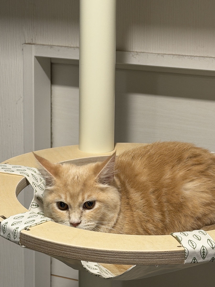 キャットタワー導入！（GATOBULANCO/ガトブランコ） - ツールライクと