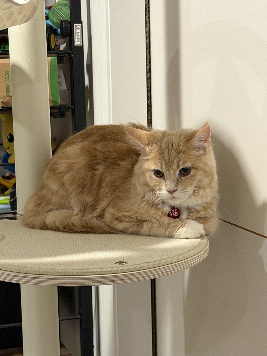 キャットタワー導入！（GATOBULANCO/ガトブランコ） - ツールライクと