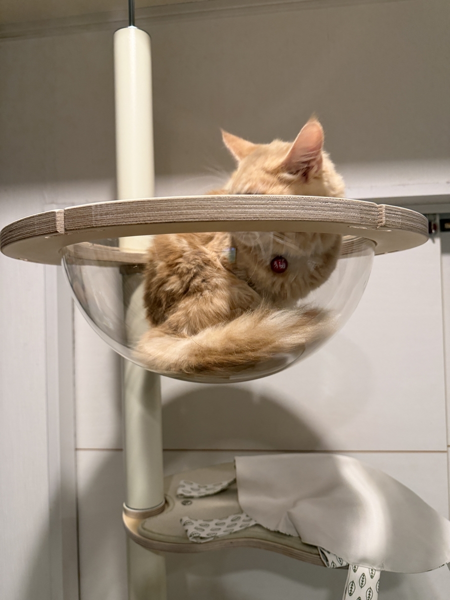 キャットタワー導入！（GATOBULANCO/ガトブランコ） - ツールライクと