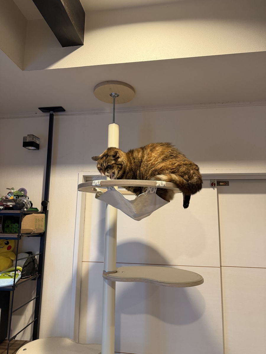キャットタワー導入！（GATOBULANCO/ガトブランコ） - ツールライクと
