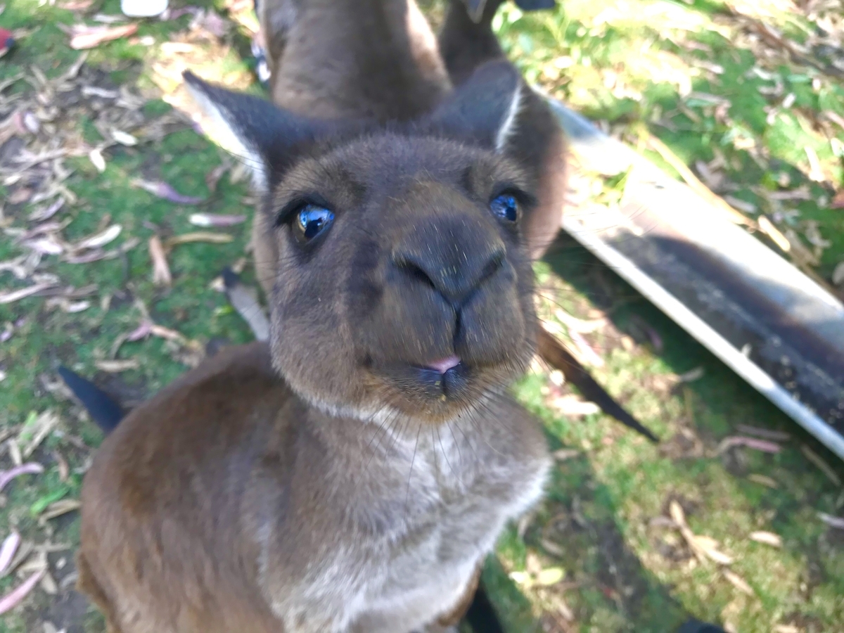 カンガルーとは 動植物の人気 最新記事を集めました はてな
