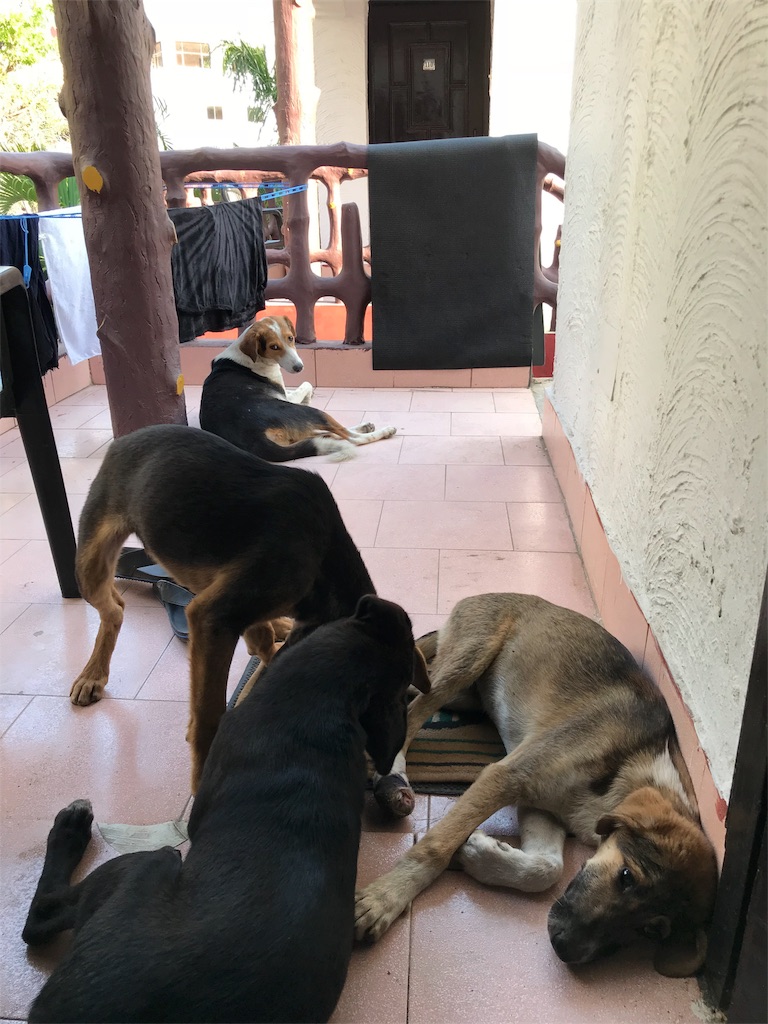 f:id:Sleepingpigeon:20180426022233j:image