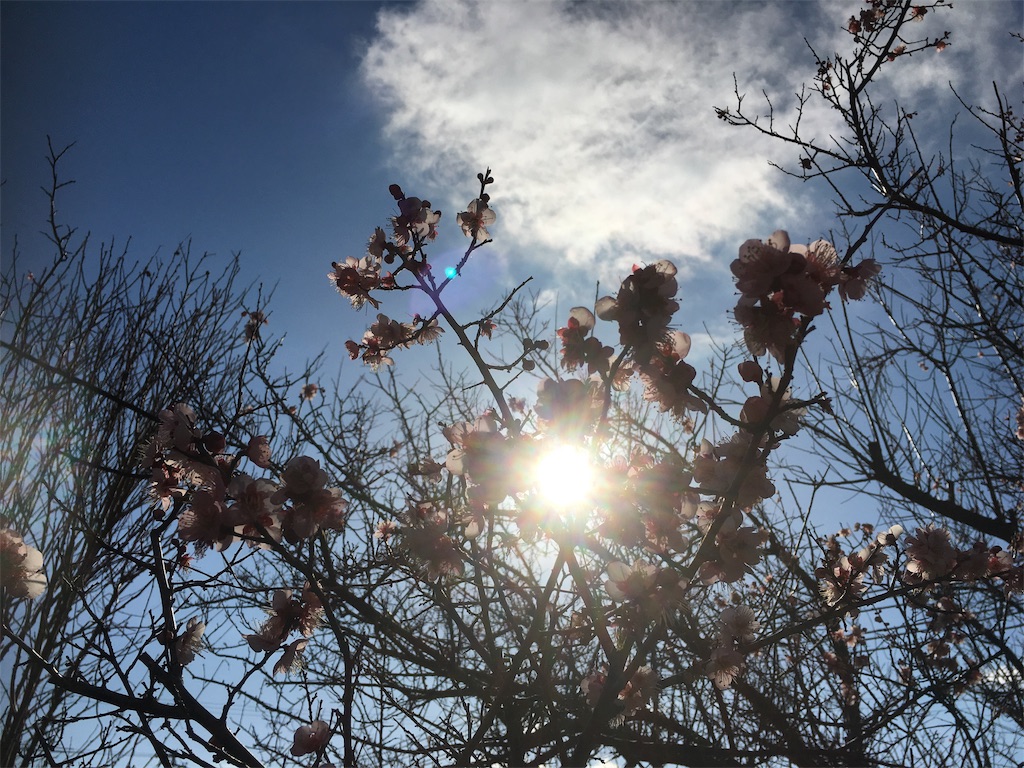 f:id:SmallForest-NaturalFarm:20190209112546j:image f:id:SmallForest-NaturalFarm:20190209112546j:image