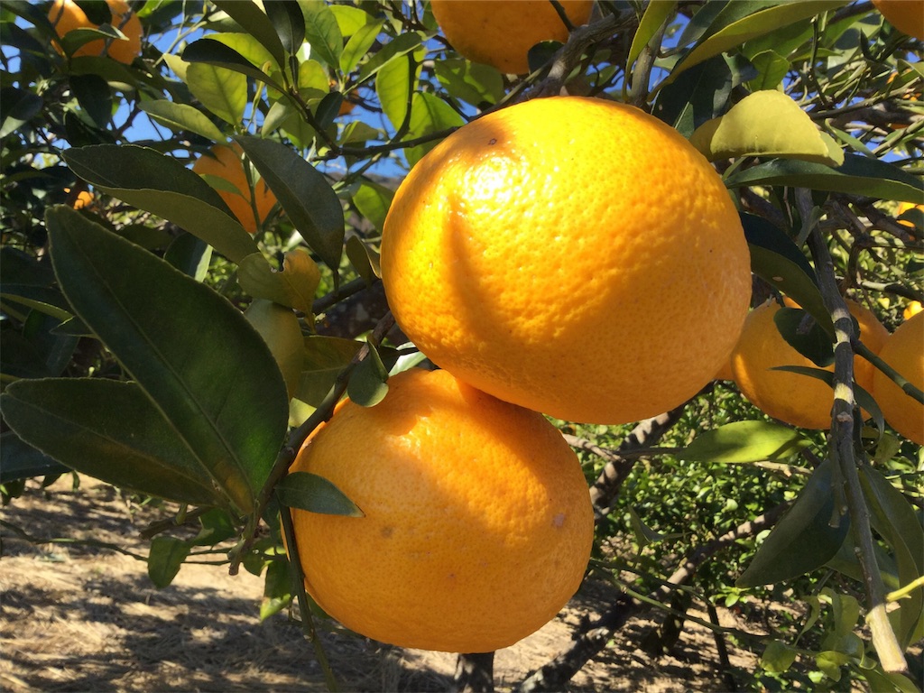 f:id:SmallForest-NaturalFarm:20190209112607j:image f:id:SmallForest-NaturalFarm:20190209112607j:image