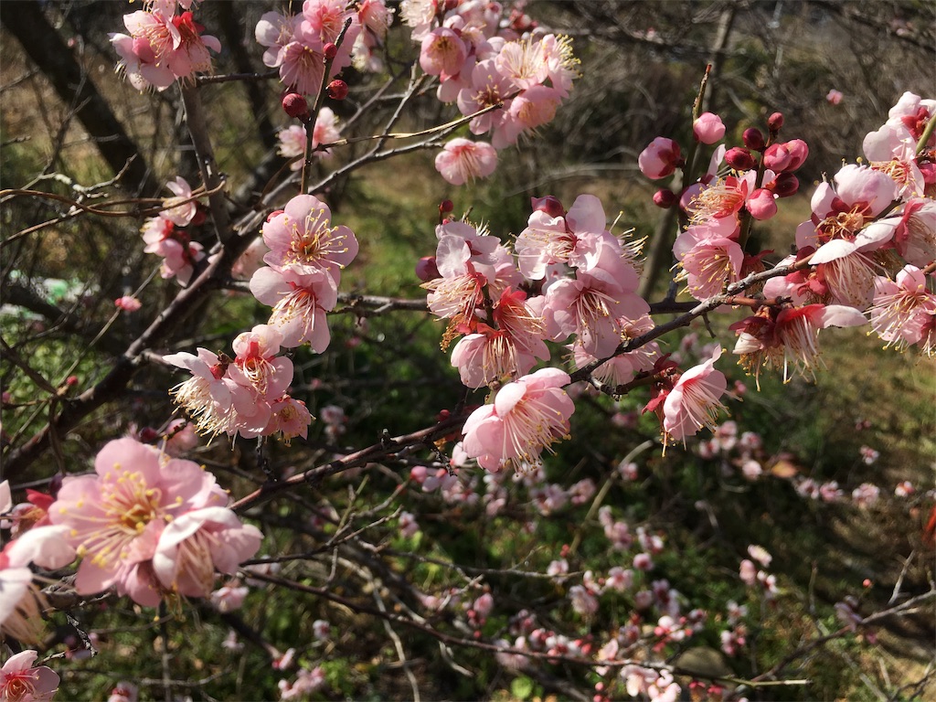 f:id:SmallForest-NaturalFarm:20190210155447j:image f:id:SmallForest-NaturalFarm:20190210155447j:image