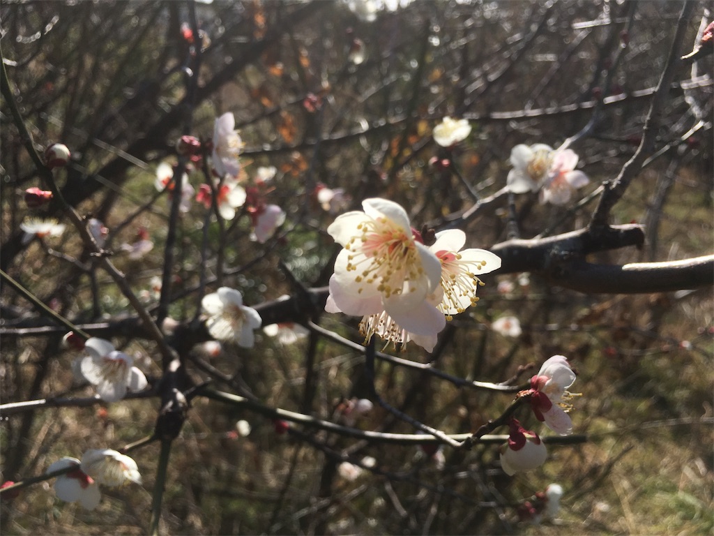 f:id:SmallForest-NaturalFarm:20190210155537j:image f:id:SmallForest-NaturalFarm:20190210155537j:image
