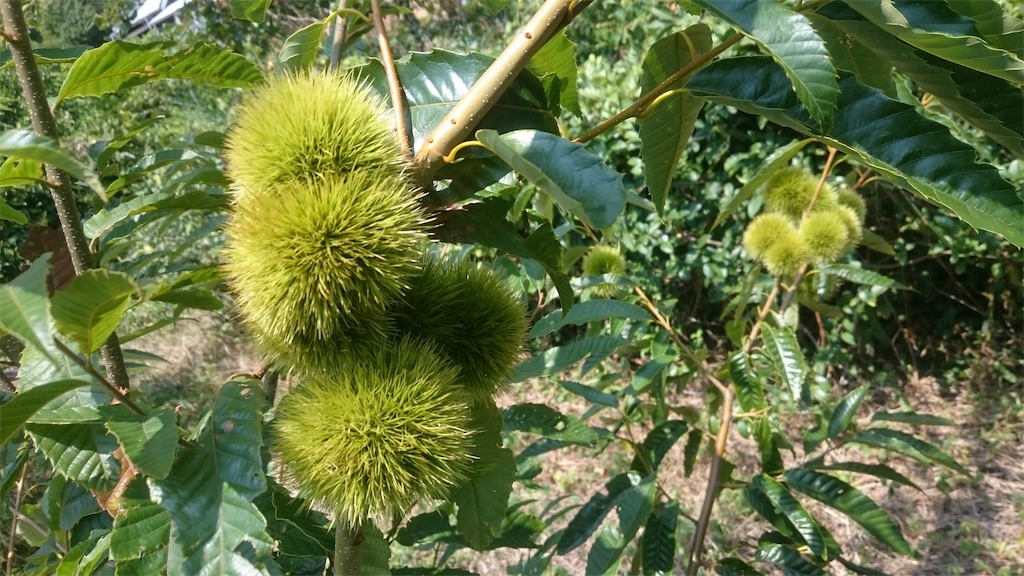 f:id:SmallForest-NaturalFarm:20190225080455j:image f:id:SmallForest-NaturalFarm:20190225080455j:image